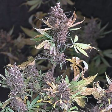 Cream Auto Fem