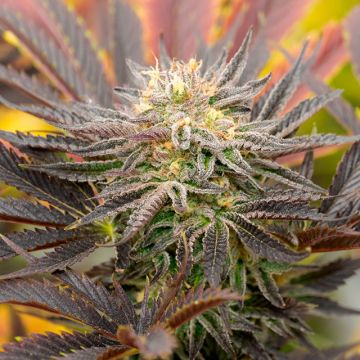 Cream Candy Auto Fem