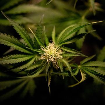 Critical Jack Auto Fem