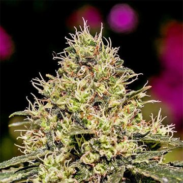 Critical 47 Photo Fem