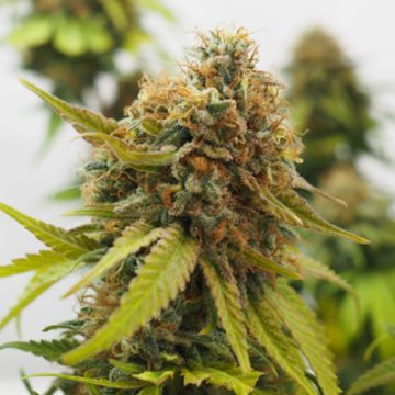 Critical Auto Fem