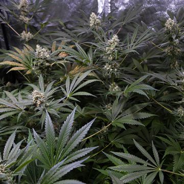 Critical Bilbo Auto Fem
