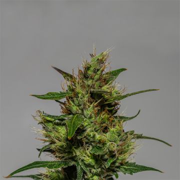 Critical Bilbo Photo Fem