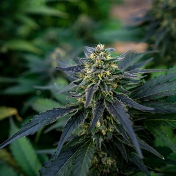 Critical Blue Photo Fem