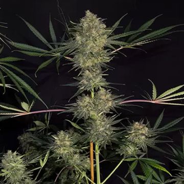 Critical Cheese Auto Fem