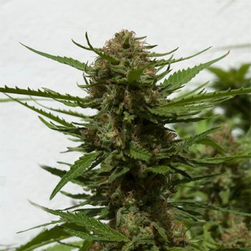 Critical Cheese Pop Photo Reg