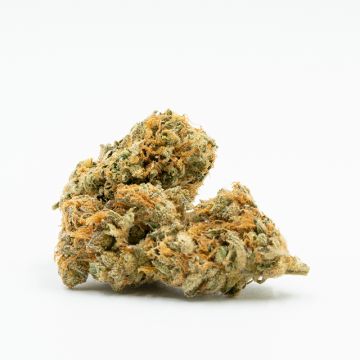 Critical Fast Photo Fem