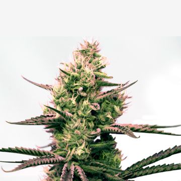Critical Primate Glue Auto Fem