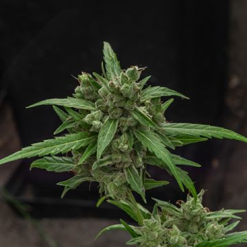 Critical Kush Auto Fem