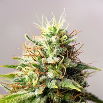 Critical Nicky Photo Fem