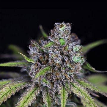 Critical Purple Banner Photo Reg