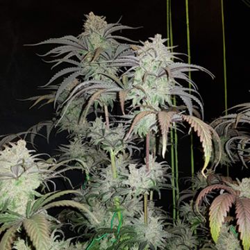Critical Purple Photo Reg