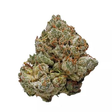 Critical Widow Photo Fem