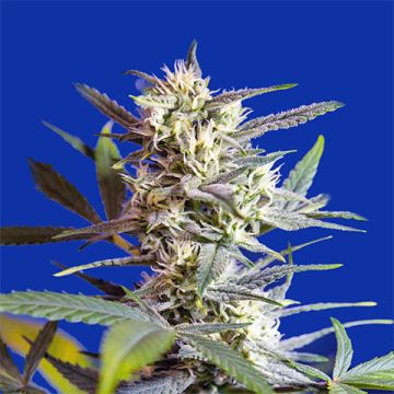 Crystal Candy Auto Fem
