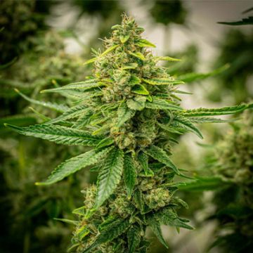 De-Elite Auto Fem