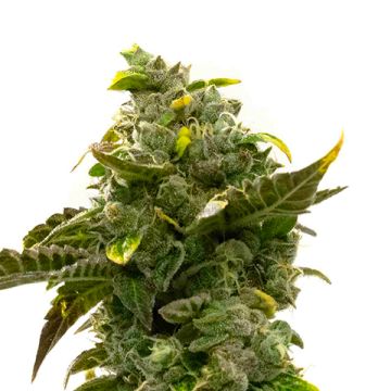 Devil XXL Auto Fem