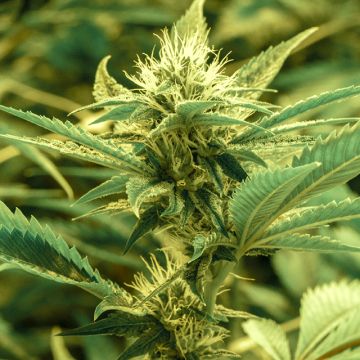 Diesel Auto Fem