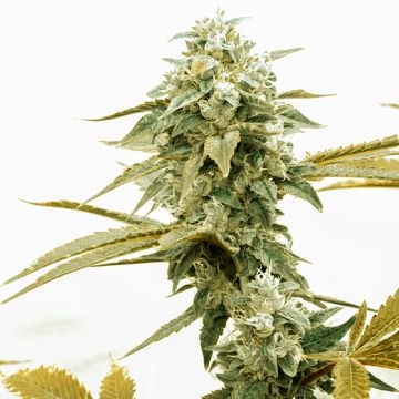 Diesel Photo Fem