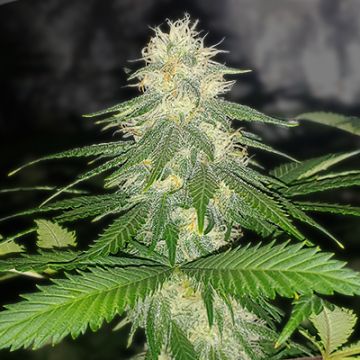 Domina Afghan Auto Fem