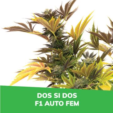 Dos Si Dos F1 Auto Promo Card