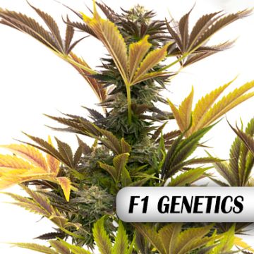 Dos Si Dos F1 Auto Fem