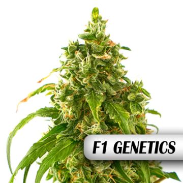 Dos Si Dos F1 Photo Fem