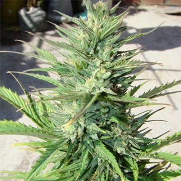 Durban Poison Auto Fem