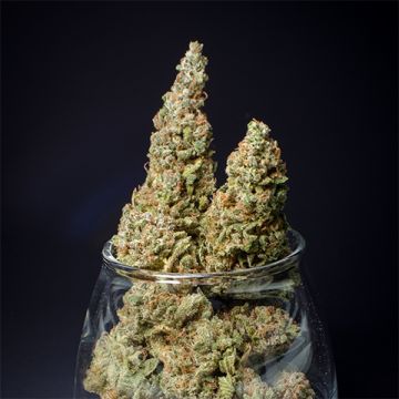 Durban Poison Fast Photo Fem