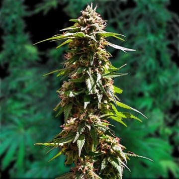 Early Skunk Fast Photo Fem