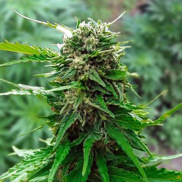 Early Skunk OG Photo Fem