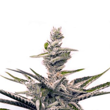 Early Skunk Photo Fem