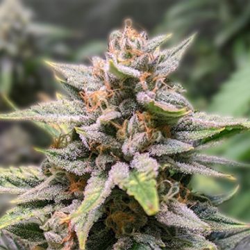 Fat Bastard Auto Fem