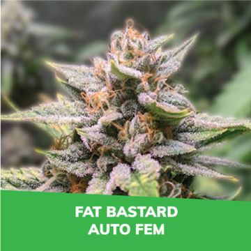 Fat Bastard Auto Promo Card