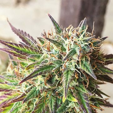 Jack Herer Cookies Photo Fem