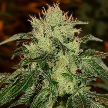 Fire Alien Strawberry Photo Fem