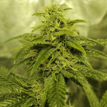 Fire Kush Auto Fem