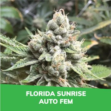Florida Sunrise Auto Promo Card