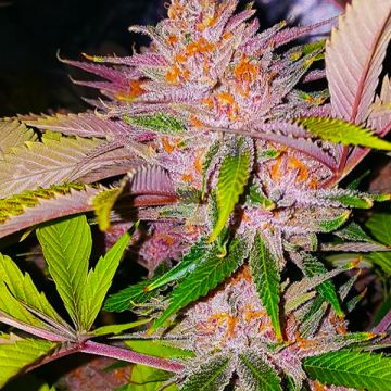Forbidden Fruit Auto Fem
