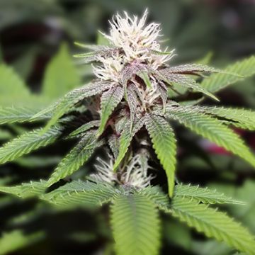 Forbidden Zkittlez Photo Fem
