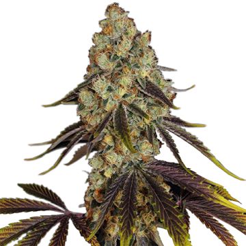 French Cookies Photo Fem