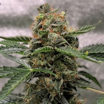 Fro Yo Auto Fem