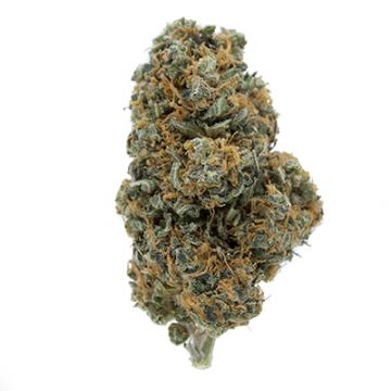 Fruit Auto Fem