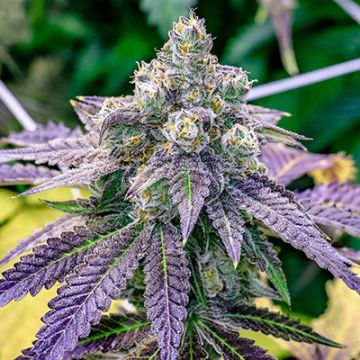 Fruitty Pebbles Photo Fem