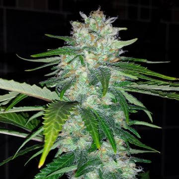 G13 OG Kush Photo Fem