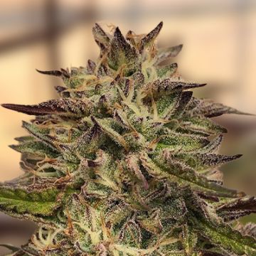 GMO Cookies Photo Fem