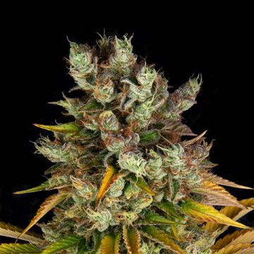 GMO Photo Fem