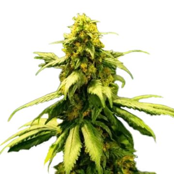 Gator Breath Photo Fem