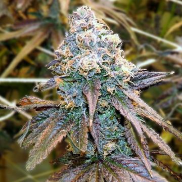 Gelato 33 Photo Fem
