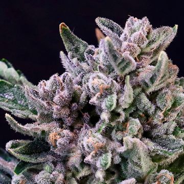 Gelato 41 Photo Fem