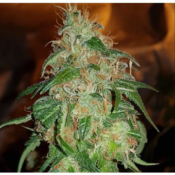 Gelato 45 Photo Fem